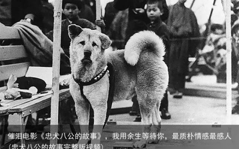 催泪电影《忠犬八公的故事》，我用余生等待你，最质朴情感最感人(忠犬八公的故事完整版视频)