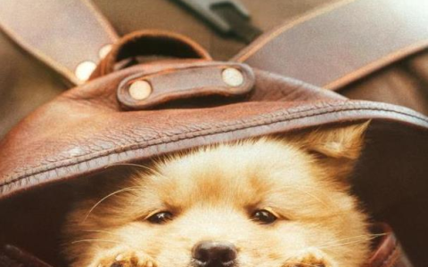 《忠犬八公》第一波听众反馈已经出来了，火爆的故事非常感人(忠犬八公最感人的一幕)