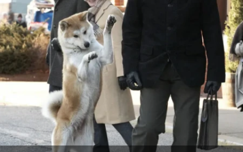 《忠犬八公的故事》观后感：一个打动人心的狗狗与主人之间的故事(忠犬八公的故事观后感800字高中)