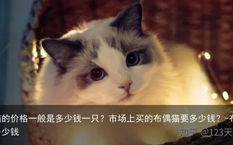 布偶猫的价格一般是多少钱一只？市场上买的布偶猫要多少钱？-布偶猫猫多少钱