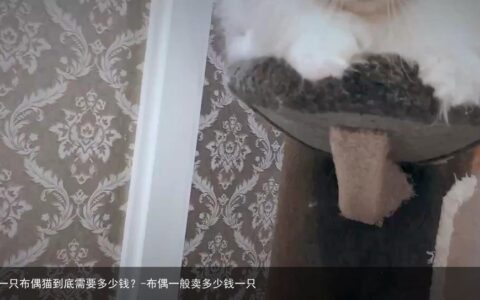 买一只布偶猫到底需要多少钱？-布偶一般卖多少钱一只