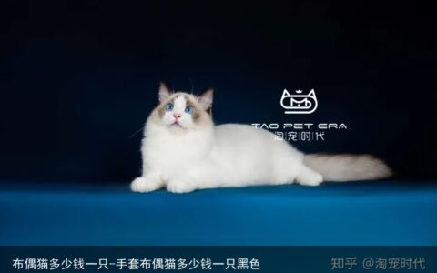 布偶猫多少钱一只-手套布偶猫多少钱一只黑色