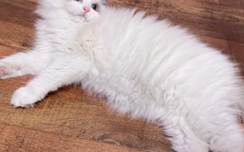 多少钱可以买一只布偶猫？-一般的布偶多少钱