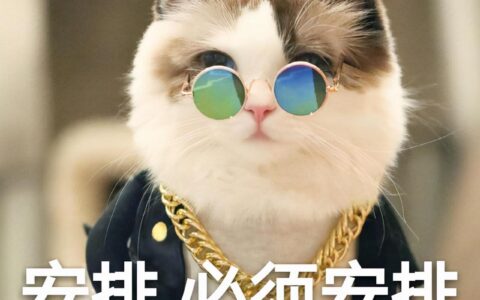 价格实惠又易养的5种猫，猫舍是不会推荐给你的！-价格实惠又易养的5种猫,猫舍是不会推荐给你的吗