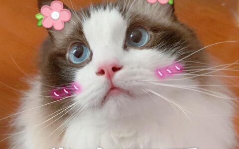 纯种“布偶猫”的6大特征，看了才知道，很多人养的都是串串-纯种布偶长什么样子