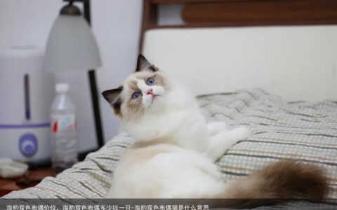 海豹双色布偶价位，海豹双色布偶多少钱一只-海豹双色布偶猫是什么意思