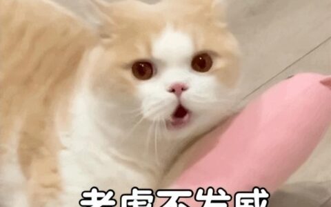 这4种猫，被称为“行走的人民币”，养得起的都是土豪-行走的喵星人官方下载