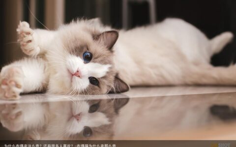 为什么布偶卖这么贵？还有很多人喜欢？-布偶猫为什么卖那么贵