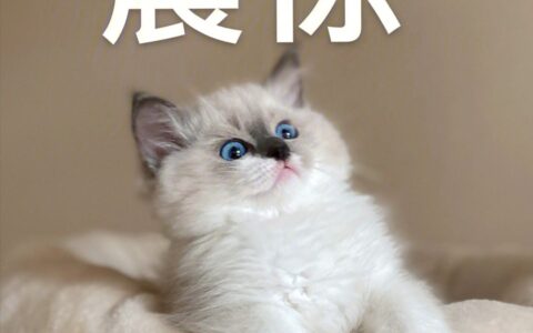 为什么“布偶猫”价格大跌，却很少人养？网友：压根不敢养-为什么布偶猫越来越便宜了