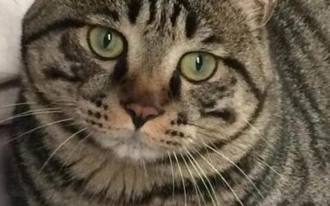 宠物猫价格排行榜-宠物猫价格排序表