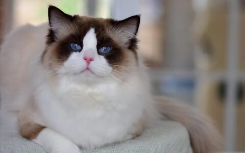 看似温柔的布偶猫，其实养起来让人觉得崩溃！-看似温柔的布偶猫,其实养起来让人觉得崩溃的说说