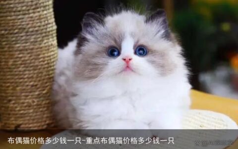 布偶猫价格多少钱一只-重点布偶猫价格多少钱一只