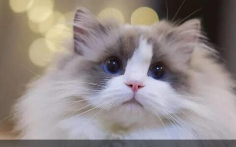 为什么“布偶猫”的价格这么贵？原因有这几个-为什么布偶猫价格崩盘了