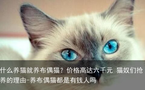 为什么养猫就养布偶猫？价格高达六千元 猫奴们抢着养的理由-养布偶猫都是有钱人吗