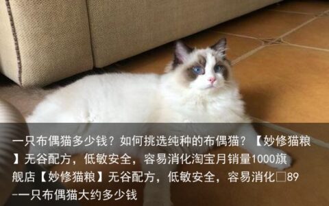 一只布偶猫多少钱？如何挑选纯种的布偶猫？