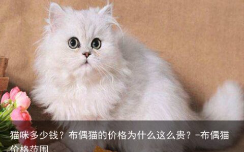 猫咪多少钱？布偶猫的价格为什么这么贵？-布偶猫价格范围