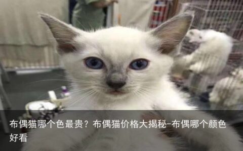 布偶猫哪个色最贵？布偶猫价格大揭秘-布偶哪个颜色好看