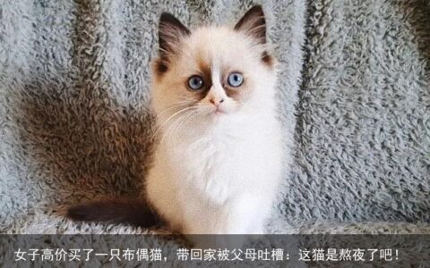 女子高价买了一只布偶猫，带回家被父母吐槽：这猫是熬夜了吧！-1800买只布偶