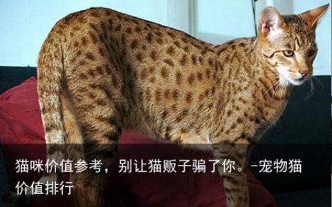 猫咪价值参考，别让猫贩子骗了你。-宠物猫价值排行