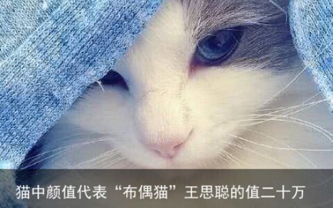 猫中颜值代表“布偶猫”王思聪的值二十万，这只布偶你看值多少钱-王思聪宠物叫什么名字