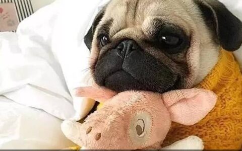 巴哥犬价格多少钱一只？-巴哥犬一只多少元