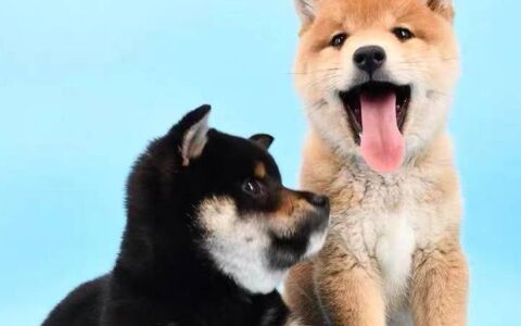 柴犬价格多少钱一只？柴犬优缺点分析大全？-柴犬一般价格多少钱一只