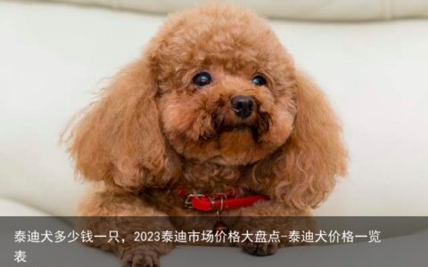 泰迪犬多少钱一只，2023泰迪市场价格大盘点-泰迪犬价格一览表