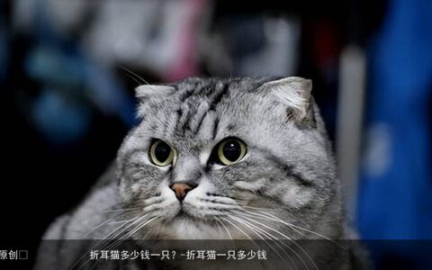 折耳猫多少钱一只？-折耳猫一只多少钱