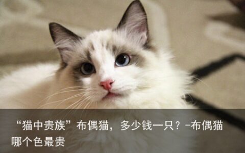 “猫中贵族”布偶猫，多少钱一只？-布偶猫哪个色最贵
