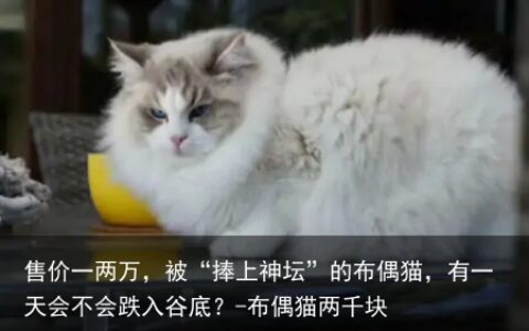 售价一两万，被“捧上神坛”的布偶猫，有一天会不会跌入谷底？-布偶猫两千块