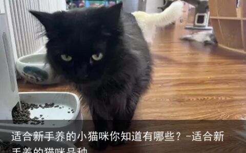 适合新手养的小猫咪你知道有哪些？-适合新手养的猫咪品种