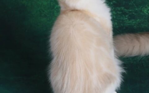 布偶猫为啥这么贵？仅仅是因为颜值高？其实并不是-为什么布偶那么贵