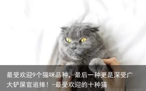 最受欢迎9个猫咪品种，最后一种更是深受广大铲屎官追捧！-最受欢迎的十种猫