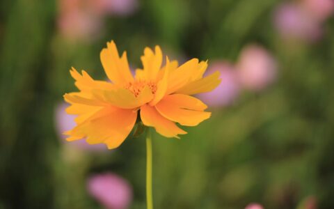 如果你半年不发朋友圈，就会明白以下几件事三峡工程钉子户张秉爱：1992年全村搬迁她不走，如今结局令人唏嘘-半年没发朋友圈了不知道说点什么