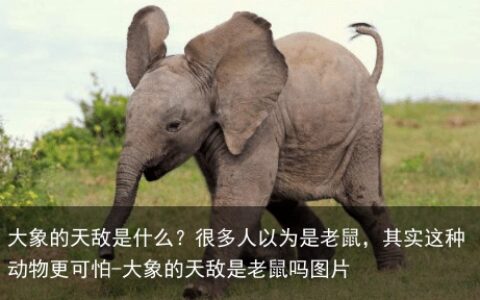 大象的天敌是什么？很多人以为是老鼠，其实这种动物更可怕-大象的天敌是老鼠吗图片