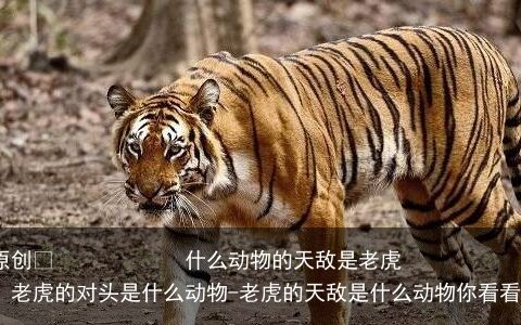 什么动物的天敌是老虎，老虎的对头是什么动物-老虎的天敌是什么动物你看看