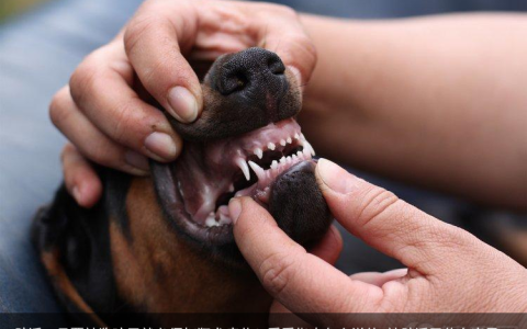 辟谣：只要被狗咬了就必须打狂犬疫苗？看看指南怎么说的-被辟谣了什么意思