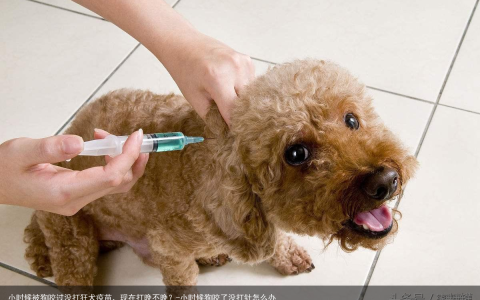 小时候被狗咬过没打狂犬疫苗，现在打晚不晚？-小时候狗咬了没打针怎么办