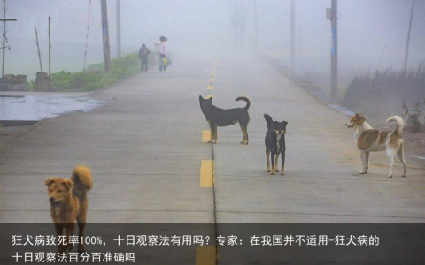 狂犬病致死率100%，十日观察法有用吗？专家：在我国并不适用-狂犬病的十日观察法百分百准确吗