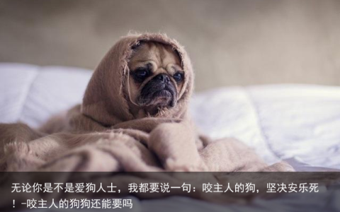 无论你是不是爱狗人士，我都要说一句：咬主人的狗，坚决安乐死！-咬主人的狗狗还能要吗