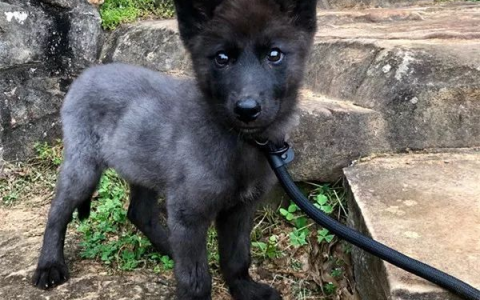 狗狗失踪六天后，主人收到项圈和纸条：狗我已经杀了，都赖你没栓绳-狗狗失踪的心情说说短句图片