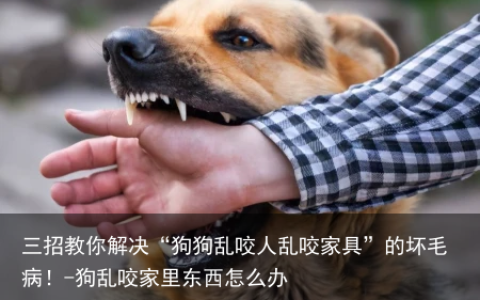 三招教你解决“狗狗乱咬人乱咬家具”的坏毛病！-狗乱咬家里东西怎么办