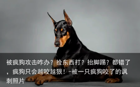 被疯狗攻击咋办？捡东西打？抬脚踢？都错了，疯狗只会越咬越狠！-被一只疯狗咬了的讽刺照片