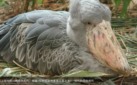 地球上现存的10种恐龙后代，排第1位的它居然最接近霸王龙？-现代的恐龙后代