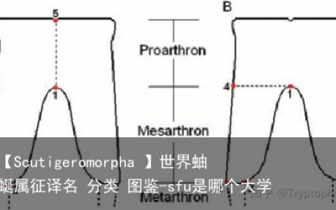 【Scutigeromorpha 】世界蚰蜒属征译名 分类 图鉴-sfu是哪个大学
