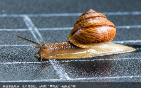 蚰蜒不是蜒蚰，也不是蜈蚣，古时称“草鞋虫”-蚰蜒的作用