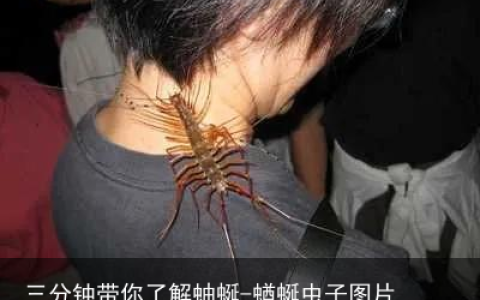 三分钟带你了解蚰蜒-蝤蜒虫子图片