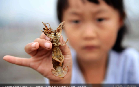 农村田地这些爱咬人的昆虫，你认识几种呢，都被咬过的是大神-田里虫子咬了怎么处理