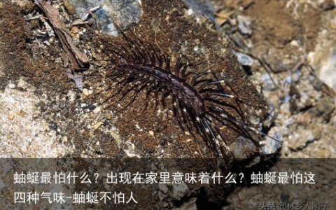 蚰蜒最怕什么？出现在家里意味着什么？蚰蜒最怕这四种气味-蚰蜒不怕人