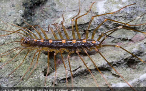农村常见的蚰蜒，它是害虫吗？为什么做生意的人不能打蚰蜒？-蚰蜒的克星